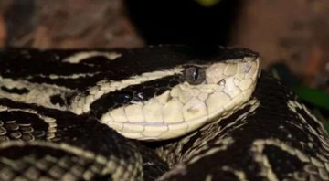 Cobra jararacuçu (Foto: Reprodução/Instituto Butantan)
