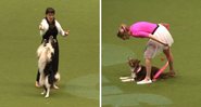 Competição de dança de cachorros (Foto: Reprodução/YouTube)