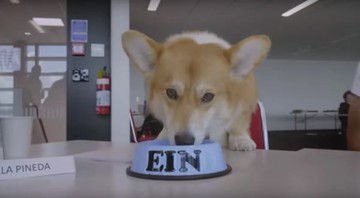 O ator canino que irá interpretar Ein, de Cowboy Bebop, na série da Netflix (vídeo: reprodução Netflix)