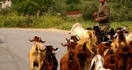 Morador de Bil'in pastoreia suas cabras perto do local da manifestação, Bil'in