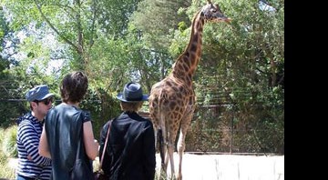 Os integrantes do Hot Chip visitam um zoológico inglês - Reprodução/MySpace