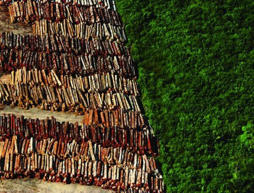 <b>OURO VERDE</b> Um dos pátios de madeira em Santarém, destino da extração
ilegal na Gleba Nova Olinda - GREENPEACE
