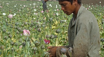 Nesta foto de abril de 2014, trabalhadores rurais colhem ópio cru em campo de papoula no sul do Afeganistão.  - Abdul Khaliq/AP