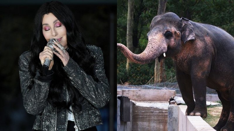 Cher planeja resgate ambicioso para elefante vítima de décadas de abuso