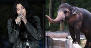 Cher canta em comício para Joe Biden / Kaavan, em zoológico no Paquistão (foto: Getty Images / reprodução Twitter)