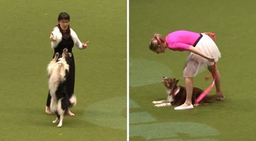 Competição de dança de cachorros (Foto: Reprodução/YouTube)