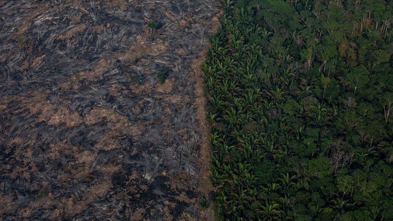 Desmatamento da Amazônia (Foto: Victor Moriyama/Getty Images