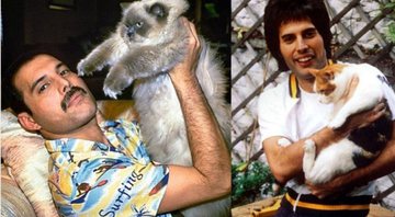 None - Freddie Mercury com seus gatos (Foto: reprodução)