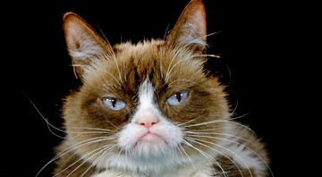 Grumpy Cat (Foto: Richard Vogel/AP/REX/Shutterstock)