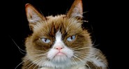 Grumpy Cat (Foto: Richard Vogel/AP/REX/Shutterstock)
