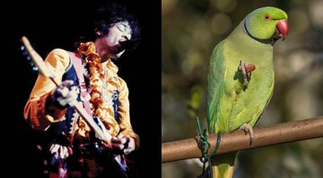 Jimi Hendrix (Foto 1: AP) e Periquito-de-colar (Psittacula krameri) (Foto 2: Christophe Geyres/Sipa USA /Sipa via AP Images)