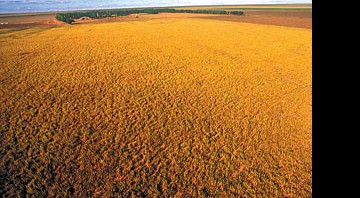 A soja domina os campos de Uruçuí - André Pessoa