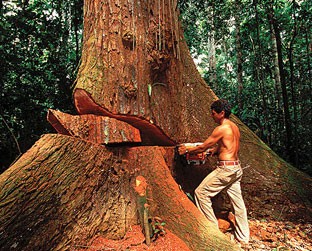 Massacre: Posseiro derruba um cedro amarelo na Amazônia: madeira extraída ilegalmente no Norte do país é valorizada na região Sul - Araquém Alcântara