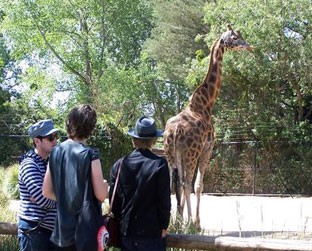 Os integrantes do Hot Chip visitam um zoológico inglês