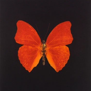 "Butterfly from Memento", de Damien Hirst, é uma das obras que integram a mostra