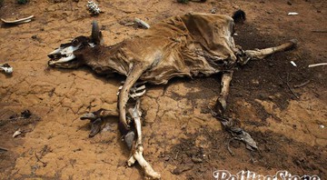 VIDA SECA Muitos produtores de gado perderam animais para a seca. Os cadáveres são depositados nos chamados “cemitérios de ossos”, que acabam se tornando foco de doenças que afetam o restante do rebanho - Flavio Forner