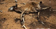 <b>VIDA SECA</b> Muitos produtores de gado perderam animais para a seca. Os cadáveres são depositados nos chamados “cemitérios de ossos”, que acabam se tornando foco de doenças que afetam o restante do rebanho - Flavio Forner