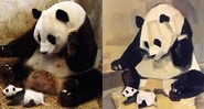 Panda - arte e memes
