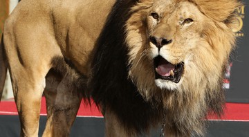 Leo the Lion - Eric Charbonneau / AP