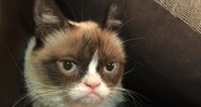 Galeria - Melhores Memes 2014 - Grumpy Cat