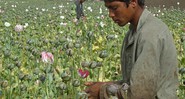 Nesta foto de abril de 2014, trabalhadores rurais colhem ópio cru em campo de papoula no sul do Afeganistão.  - Abdul Khaliq/AP