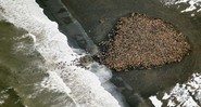 <b>REUNIÃO RECORDE</b><br>
Com o derretimento das geleiras, as morsas, como essas no Alasca, estão aparecendo em locais costeiros em
números nunca antes registrados. - Corey Accardo/ Ap Photo/ Noaa