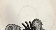 Galeria - psicodélicos 2015 - Thee Oh Sees