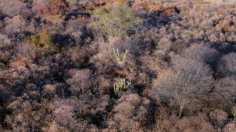 Imagem aérea do Corredor Ecológico Capivara-Confusões, na zona rural da cidade de São Raimundo Nonato, no Piauí