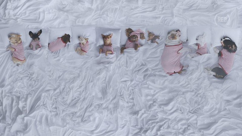 Cena da paródia de "Famous", feita pela (RED) com cachorros famosos do Instagram - Reprodução