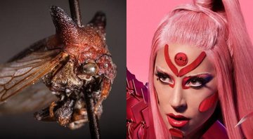 None - Inseto Kaikaia gaga (Foto: Reprodução/Brendan Morris) e Lady Gaga (Foto: Reprodução / Instagram)