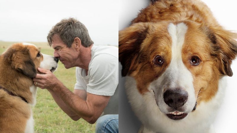 Quatro Vidas de um Cachorro e Juntos Para Sempre (Foto: Reprodução /Twitter)