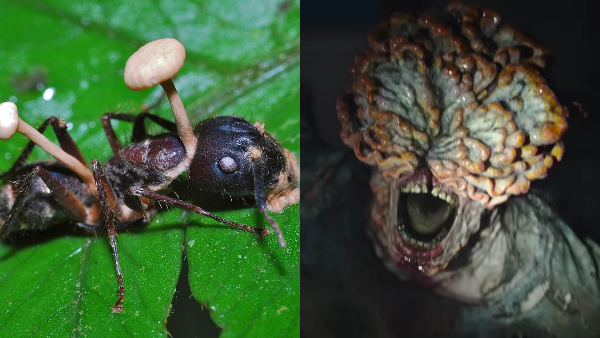 O fungo zombie de The Last of Us é real. Pode ele vir a controlar humanos?