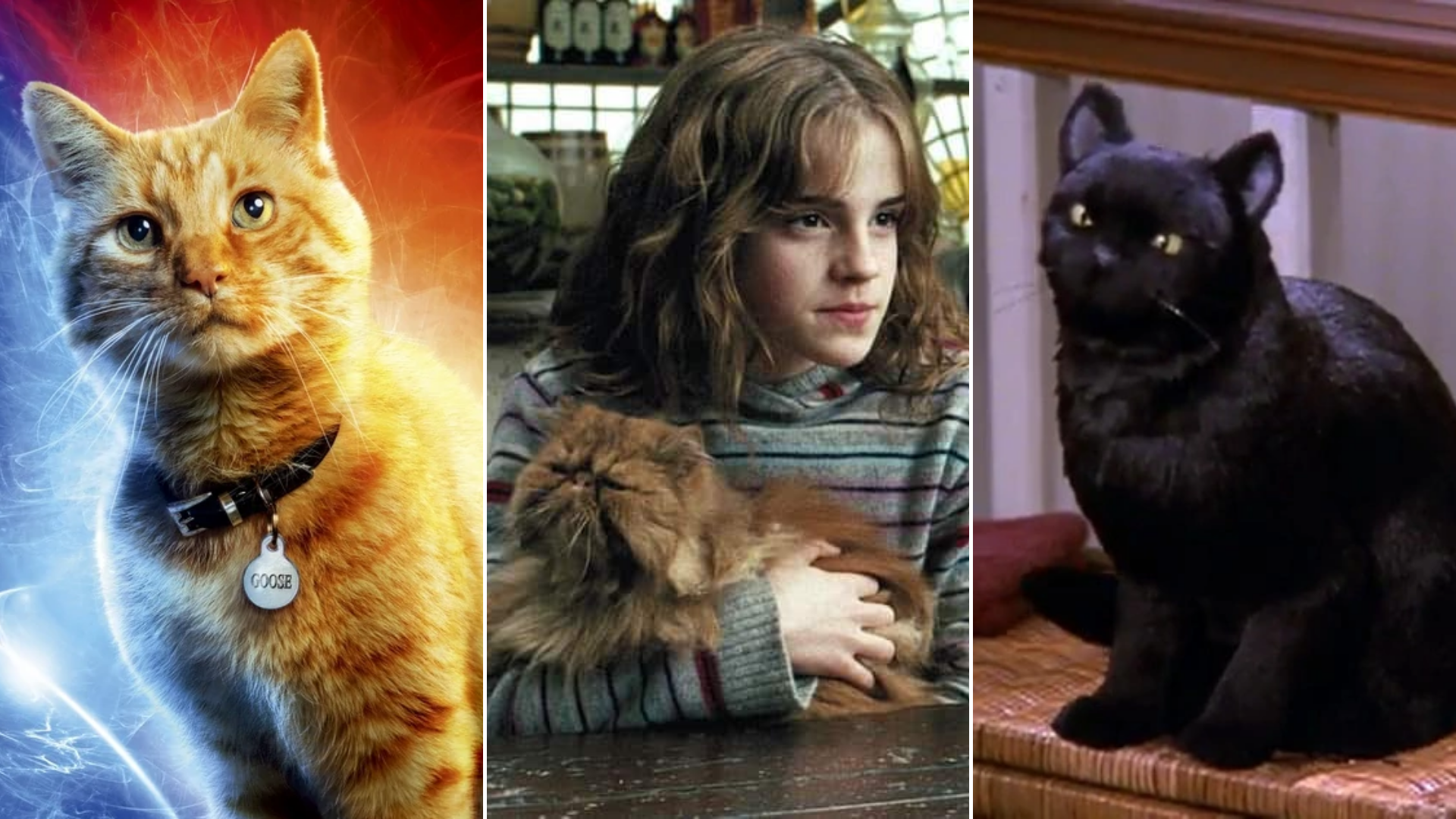 Dia Mundial do Gato: PetCenso destaca nomes inspirados em personagens  famosos