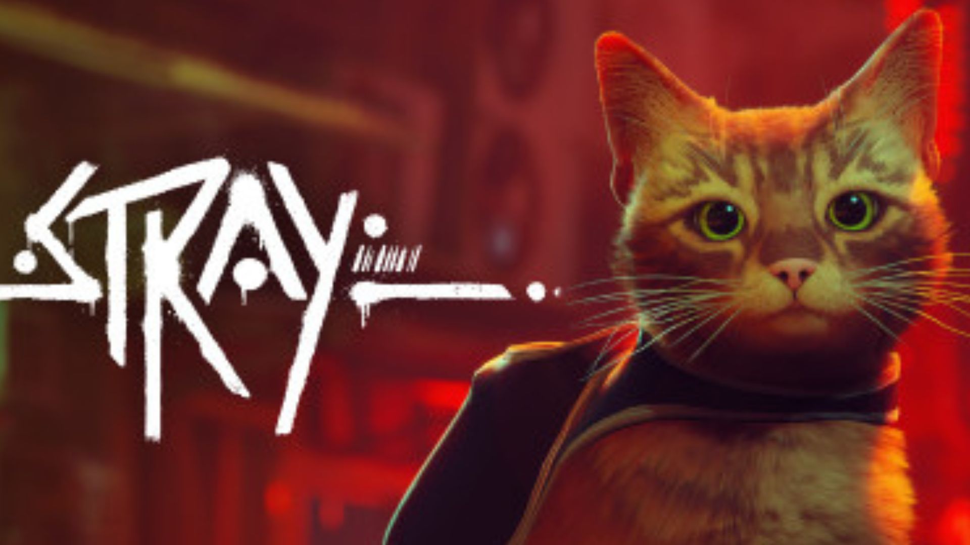 Campanha do jogo indie Stray, de gatinho, ajuda abrigos de animais